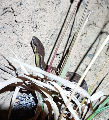 Godman's Graceful Brown Snake