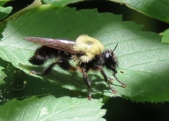 Laphria thoracica