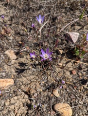 Brodiaea orcuttii