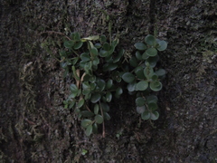 Peperomia catharinae