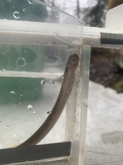 Lampetra richardsoni