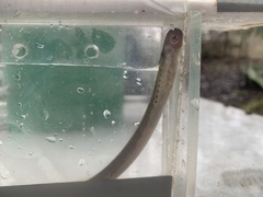 Lampetra richardsoni