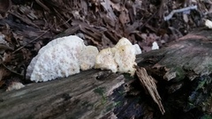 Tyromyces galactinus