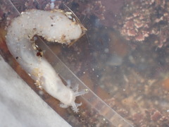 Leptosynapta dolabrifera