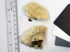 Tyromyces galactinus