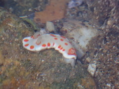 Goniobranchus tasmaniensis