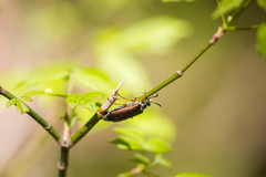 Lytta aenea