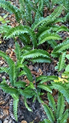 Blechnum penna-marina