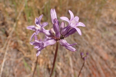 Dichelostemma