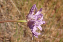 Dichelostemma