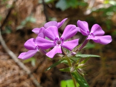 Phlox pilosa pilosa