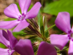 Phlox pilosa pilosa