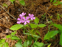Phlox pilosa pilosa