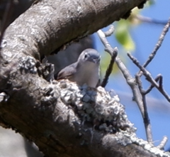 Polioptila caerulea caerulea