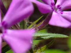 Phlox pilosa pilosa