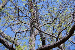 Polioptila caerulea caerulea