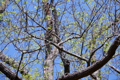 Polioptila caerulea caerulea