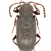 Gonocnemis - Photo (c) Natural History Museum:  Coleoptera Section, algunos derechos reservados (CC BY)