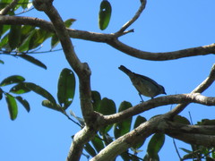 Stilpnia nigrocincta