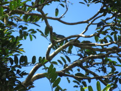 Stilpnia nigrocincta