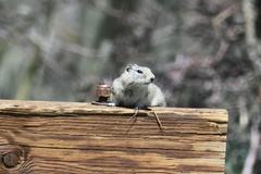 Urocitellus beldingi