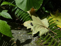 Noctuana lactifera