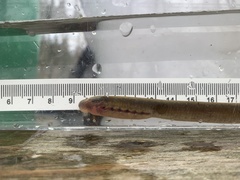 Lampetra richardsoni