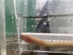 Lampetra richardsoni