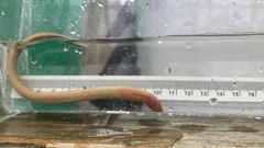 Lampetra richardsoni