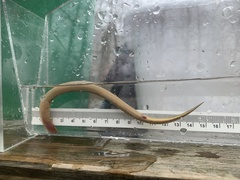 Lampetra richardsoni