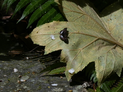 Noctuana lactifera