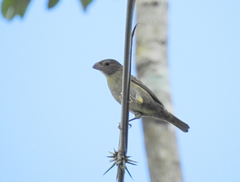 Sporophila frontalis