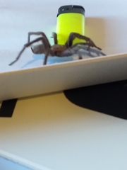 Chaetopelma olivaceum