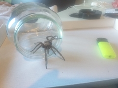 Chaetopelma olivaceum