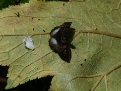 Noctuana lactifera