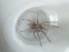 Chaetopelma olivaceum