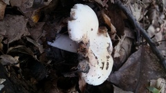 Russula flavisiccans