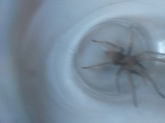 Chaetopelma olivaceum