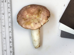 Russula flavisiccans