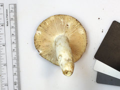 Russula flavisiccans