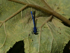 Argia chelata