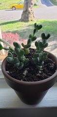 Corpuscularia lehmannii