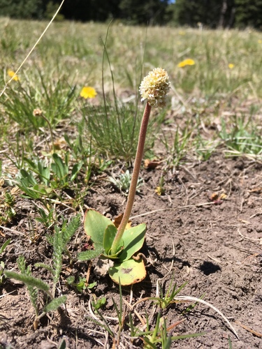Micranthes rhomboidea