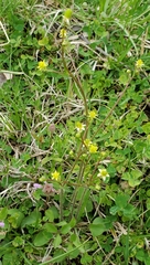 Ranunculus micranthus