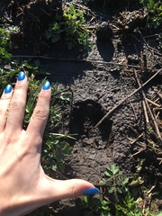 Odocoileus virginianus borealis