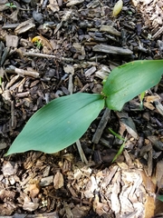 Convallaria majalis