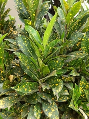 Codiaeum variegatum pictum