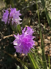 Liatris ohlingerae