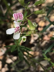 Dicerandra frutescens