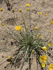 Baileya pleniradiata